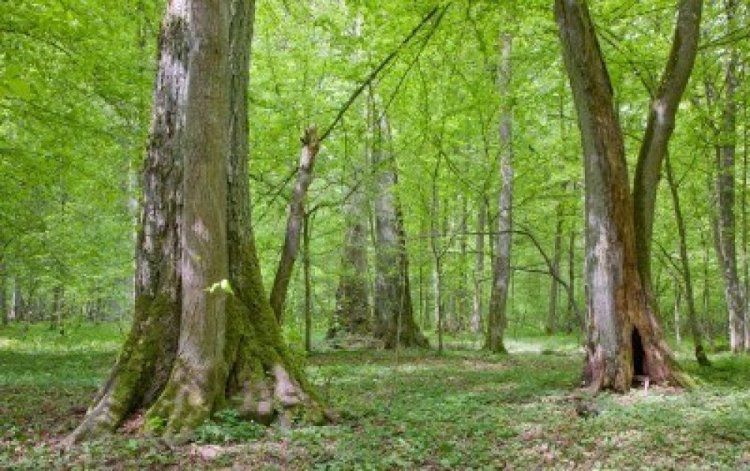 الغابات والأشجار الكثيفة في غابة بياوفيجا