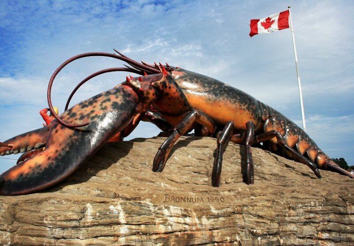 شدياق وجراد البحر العملاق Shediac’s Giant Lobster