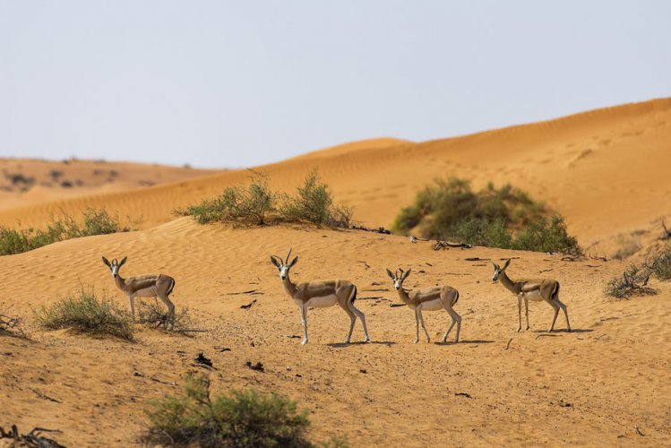 الريتز كارلتون رأس الخيمة