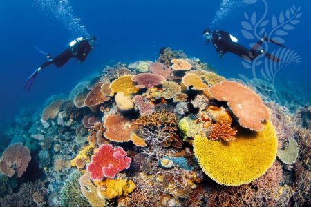 الغوص بجوار الشعاب المرجانية 