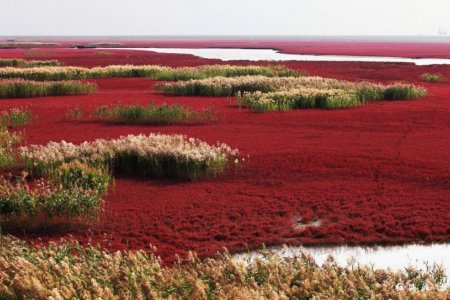 الشاطئ الأحمر اجمل شواطئ العالم