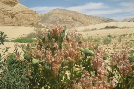 محمية وادي الأسيوطي - مصر