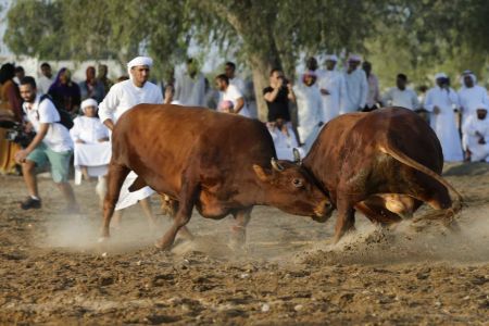 ساحة مصارعة الثيران في الفجيرة - الإمارات