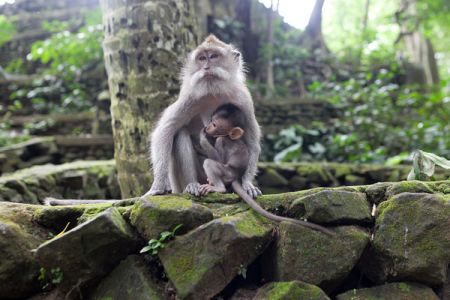غابة القرود في بالي - إندونيسيا