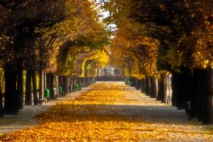 Augarten في فيينا