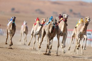 ميدان السوان في رأس الخيمة